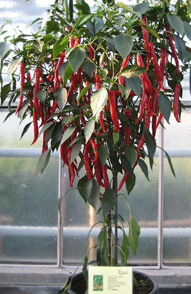 ChiliPflanzenBilder Bildergalerie vom ProfiGärtner Pepperworld