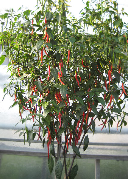 ChiliPflanzenBilder Bildergalerie vom ProfiGärtner Pepperworld