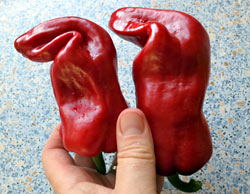 Rote Spitzpapika