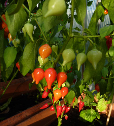 chup2011pw.jpg