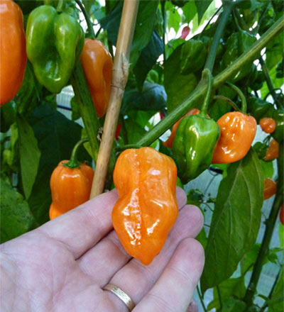 habanero2011pw.jpg