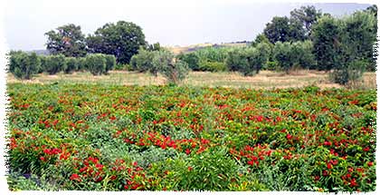 Campo Chilly